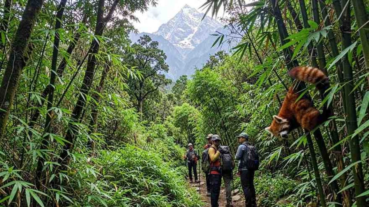 Nepal Red Panda Festival 2026 Boosts Tourism & Flights