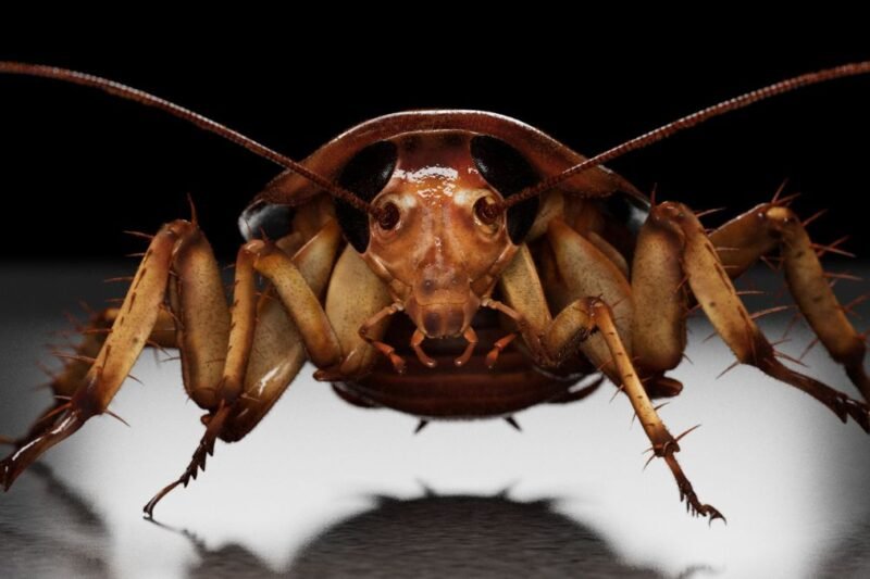 They Were Coming from Everywhere’: Cockroach Infestations Increase After Warmer Winters
