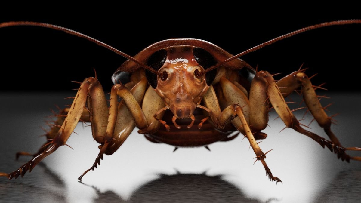 They Were Coming from Everywhere’: Cockroach Infestations Increase After Warmer Winters
